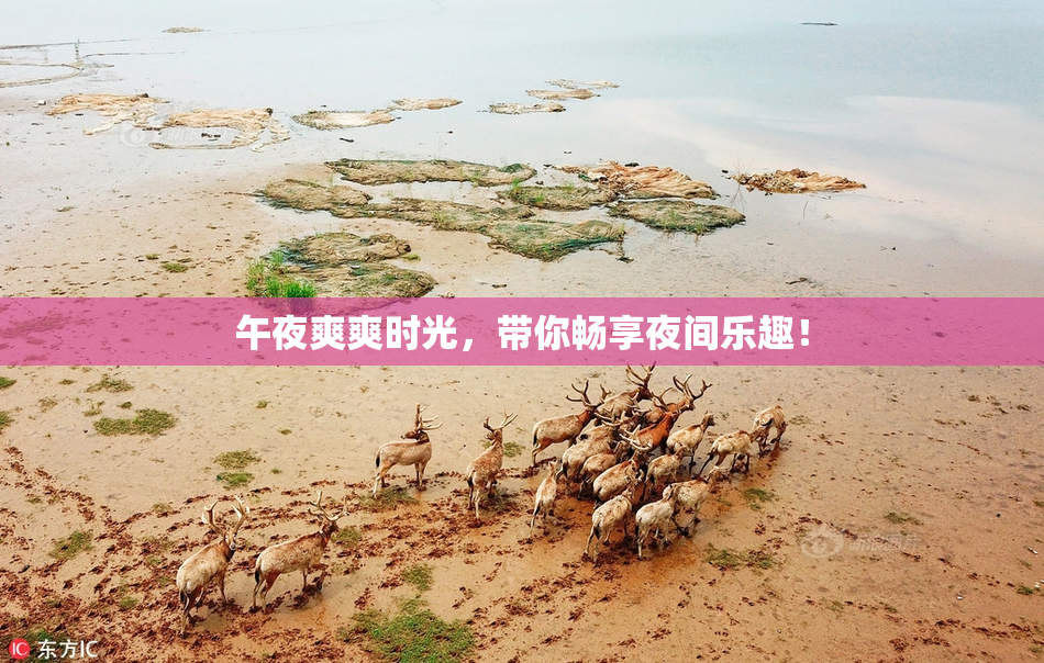 午夜爽爽时光，带你畅享夜间乐趣！