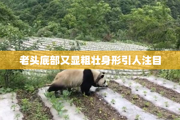 老头底部又显粗壮身形引人注目