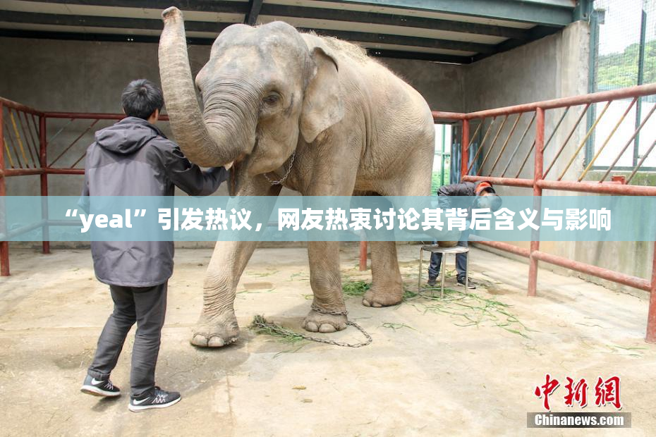 “yeal”引发热议，网友热衷讨论其背后含义与影响