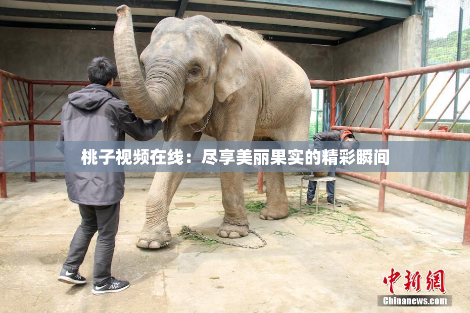 桃子视频在线：尽享美丽果实的精彩瞬间