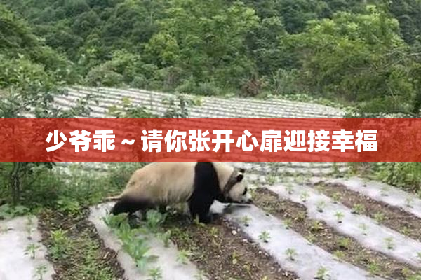 少爷乖～请你张开心扉迎接幸福
