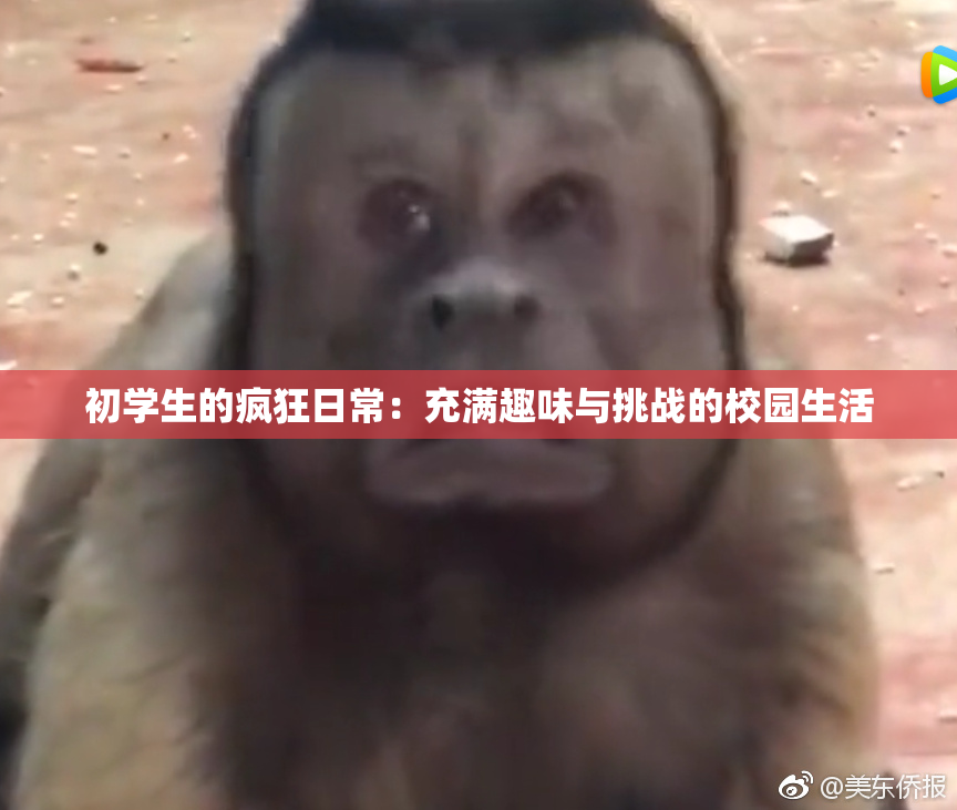 初学生的疯狂日常：充满趣味与挑战的校园生活