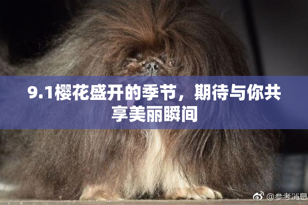 9.1樱花盛开的季节，期待与你共享美丽瞬间
