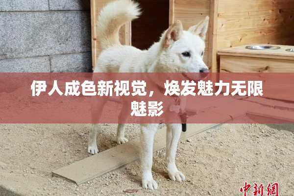 伊人成色新视觉，焕发魅力无限魅影