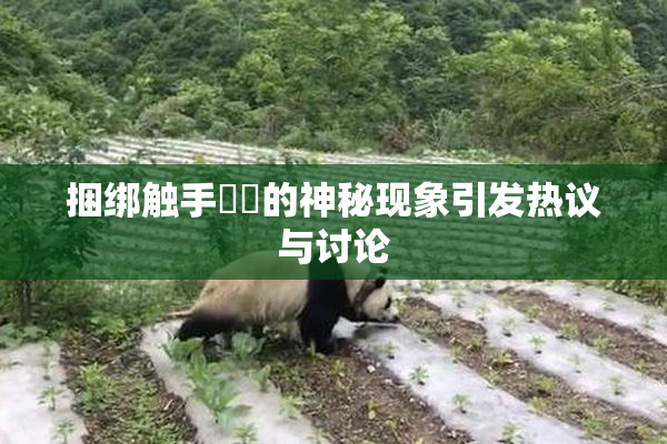 捆绑触手❌‌的神秘现象引发热议与讨论