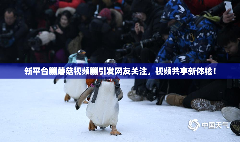 新平台▓蘑菇视频▓引发网友关注，视频共享新体验！