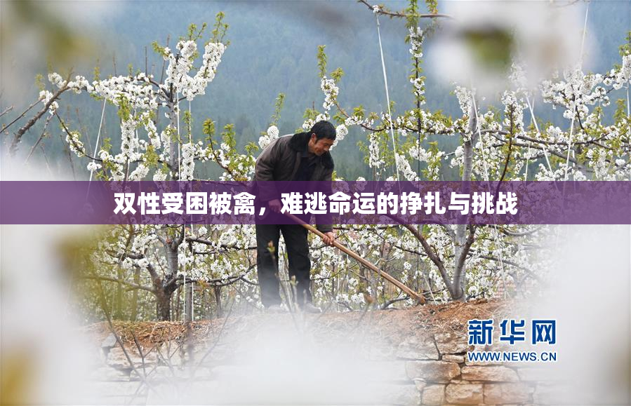 双性受困被禽，难逃命运的挣扎与挑战