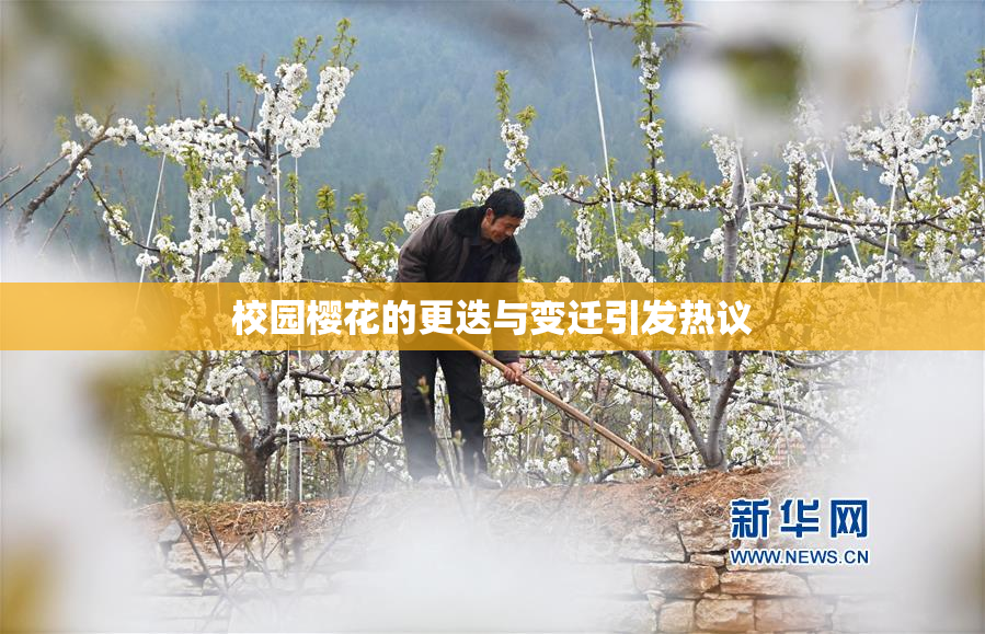 校园樱花的更迭与变迁引发热议