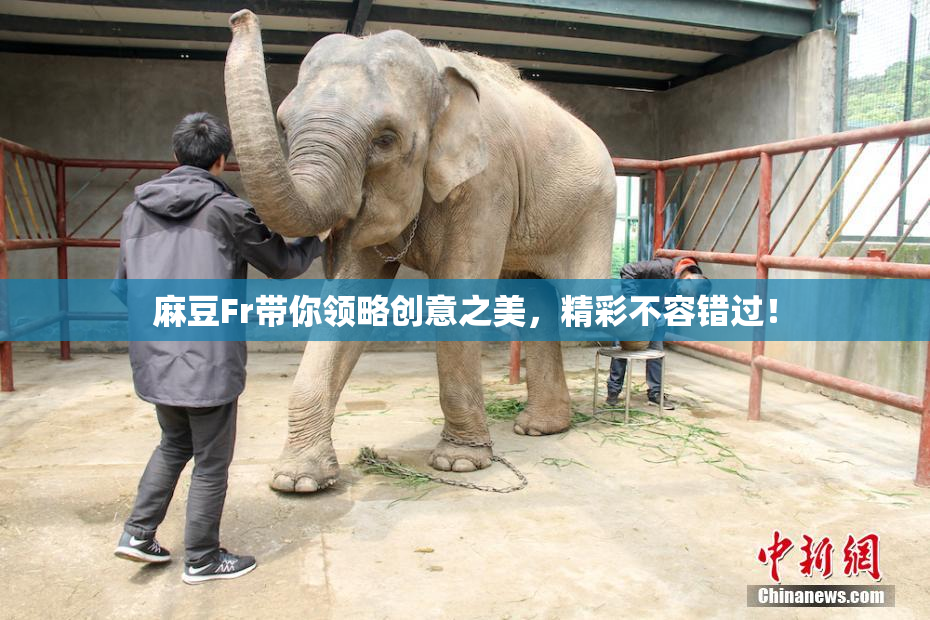 麻豆Fr带你领略创意之美，精彩不容错过！