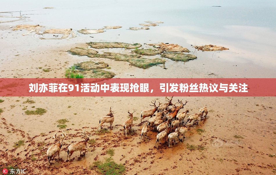 刘亦菲在91活动中表现抢眼，引发粉丝热议与关注