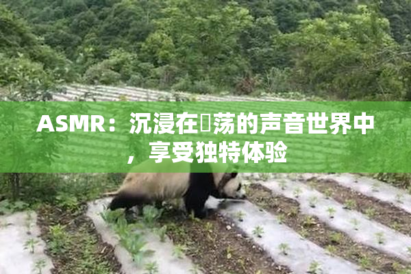 ASMR：沉浸在婬荡的声音世界中，享受独特体验