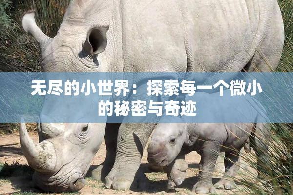 无尽的小世界：探索每一个微小的秘密与奇迹