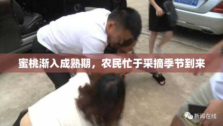 蜜桃渐入成熟期，农民忙于采摘季节到来
