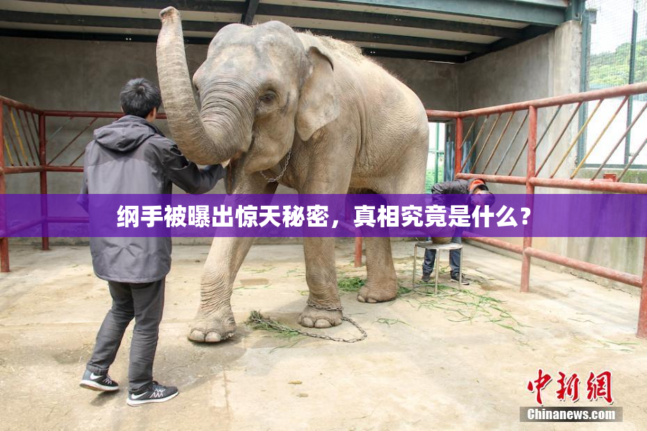 纲手被曝出惊天秘密，真相究竟是什么？