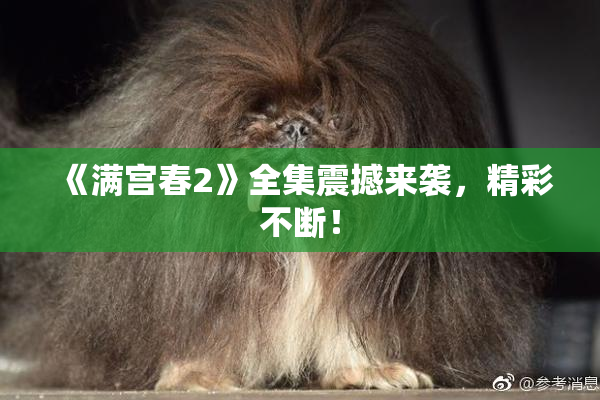 《满宫春2》全集震撼来袭，精彩不断！