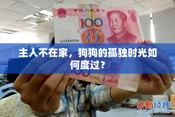 主人不在家，狗狗的孤独时光如何度过？