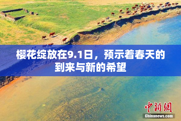 樱花绽放在9.1日，预示着春天的到来与新的希望