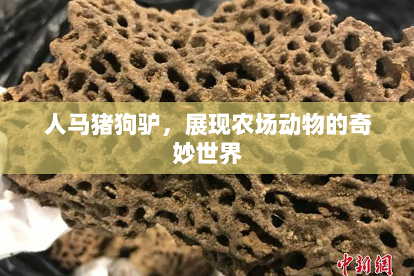 人马猪狗驴，展现农场动物的奇妙世界