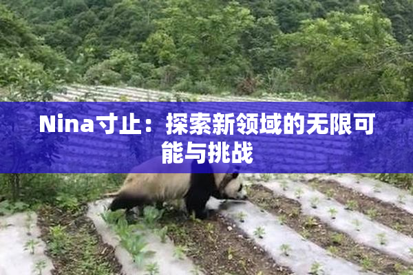 Nina寸止：探索新领域的无限可能与挑战