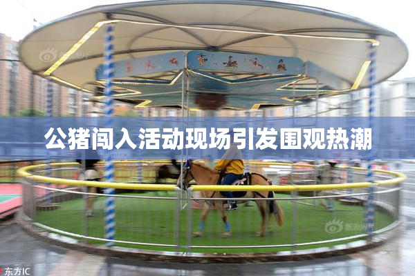 公猪闯入活动现场引发围观热潮