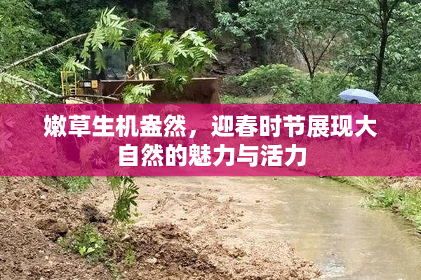 嫩草生机盎然，迎春时节展现大自然的魅力与活力