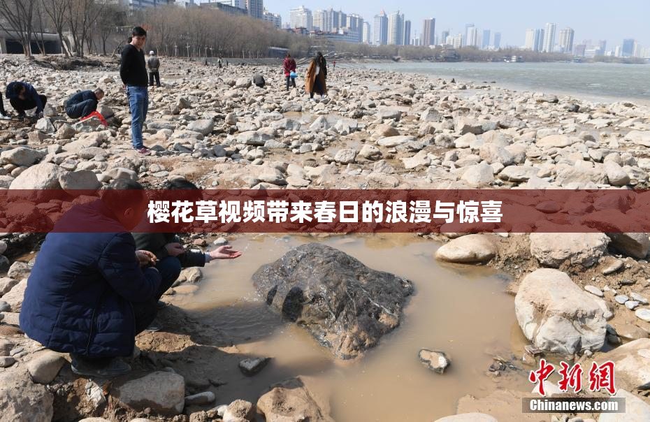 樱花草视频带来春日的浪漫与惊喜