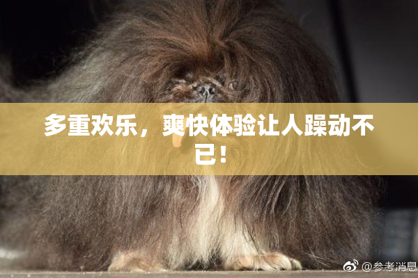多重欢乐，爽快体验让人躁动不已！