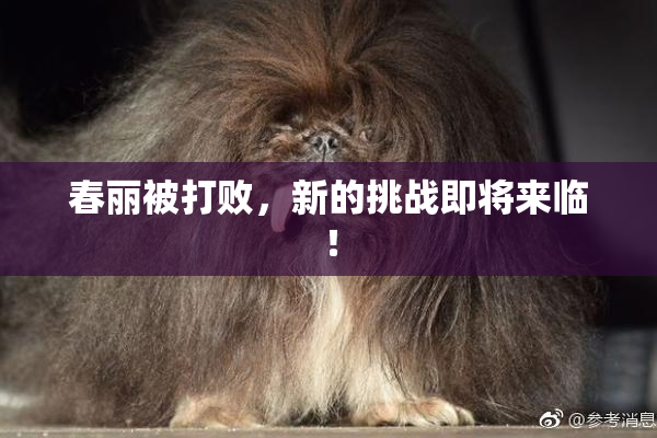 春丽被打败，新的挑战即将来临！