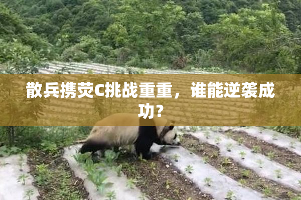 散兵携荧C挑战重重，谁能逆袭成功？