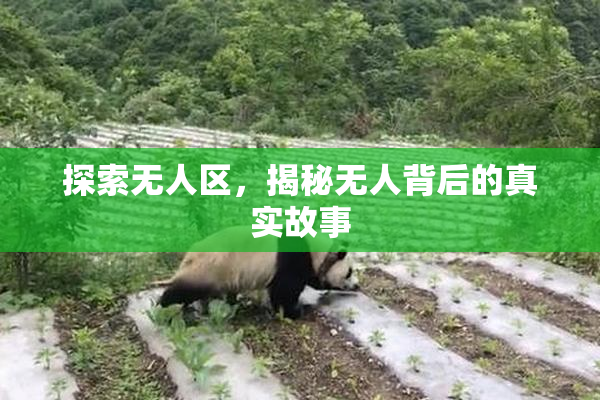 探索无人区，揭秘无人背后的真实故事