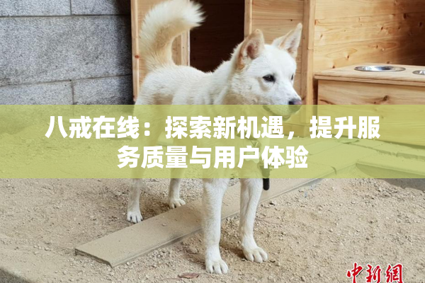 八戒在线：探索新机遇，提升服务质量与用户体验