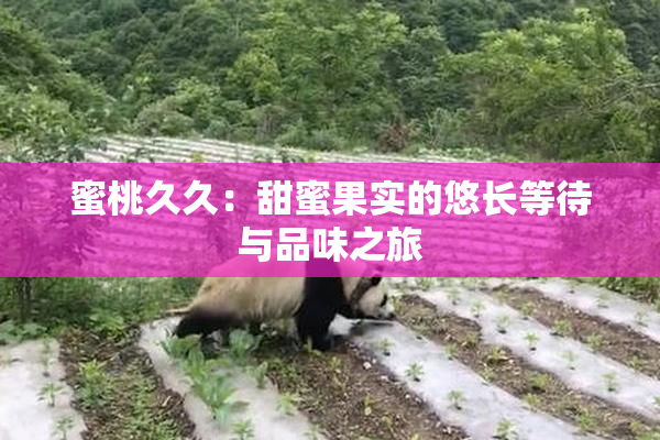 蜜桃久久：甜蜜果实的悠长等待与品味之旅