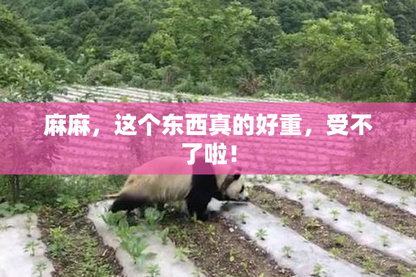 麻麻，这个东西真的好重，受不了啦！