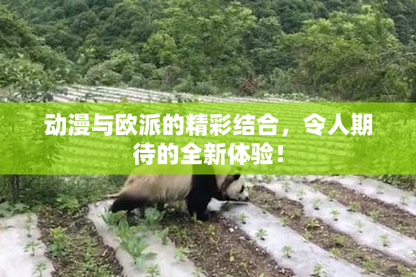 动漫与欧派的精彩结合，令人期待的全新体验！