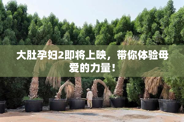 大肚孕妇2即将上映，带你体验母爱的力量！