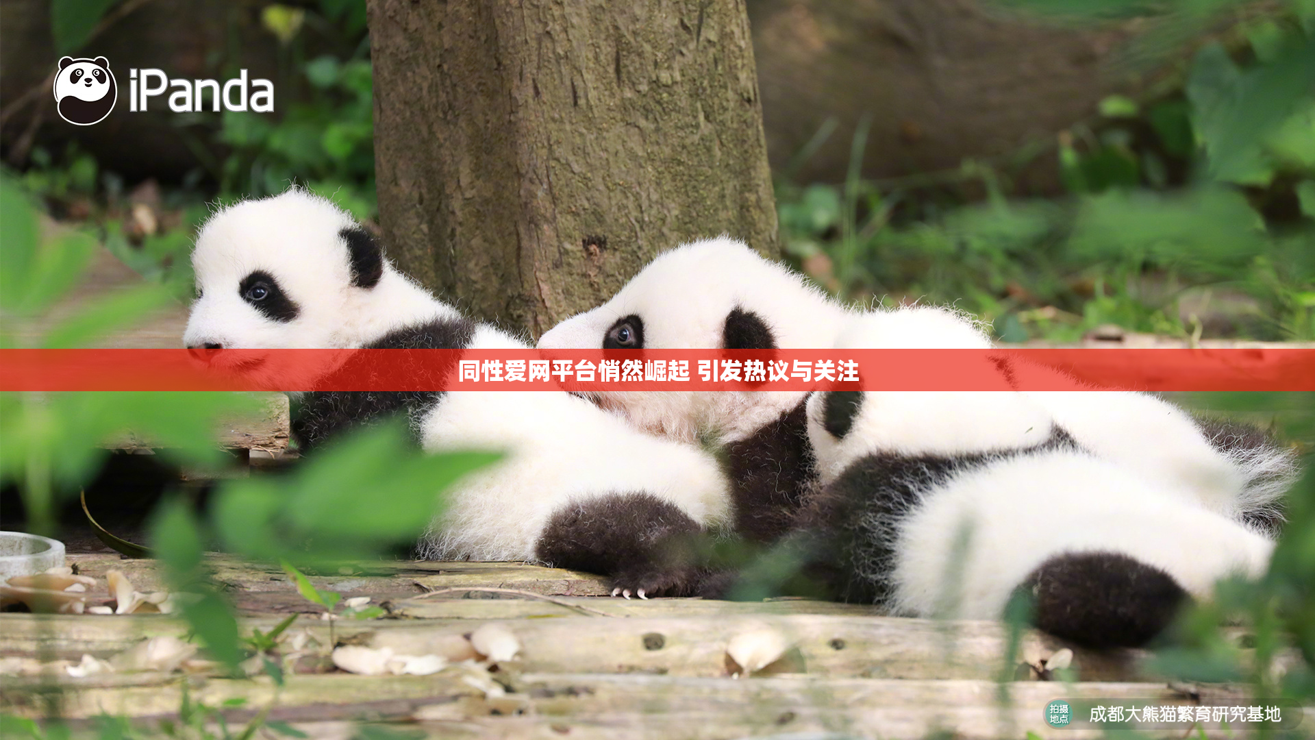 同性爱网平台悄然崛起 引发热议与关注