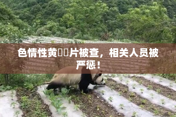 色情性黄❌‌片被查，相关人员被严惩！