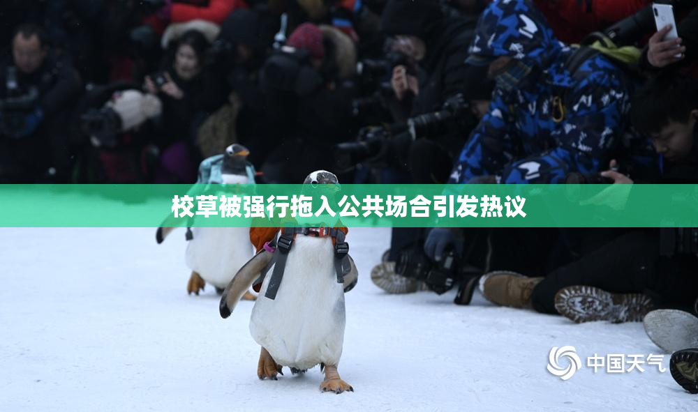 校草被强行拖入公共场合引发热议