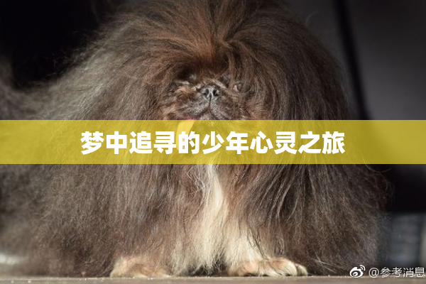梦中追寻的少年心灵之旅