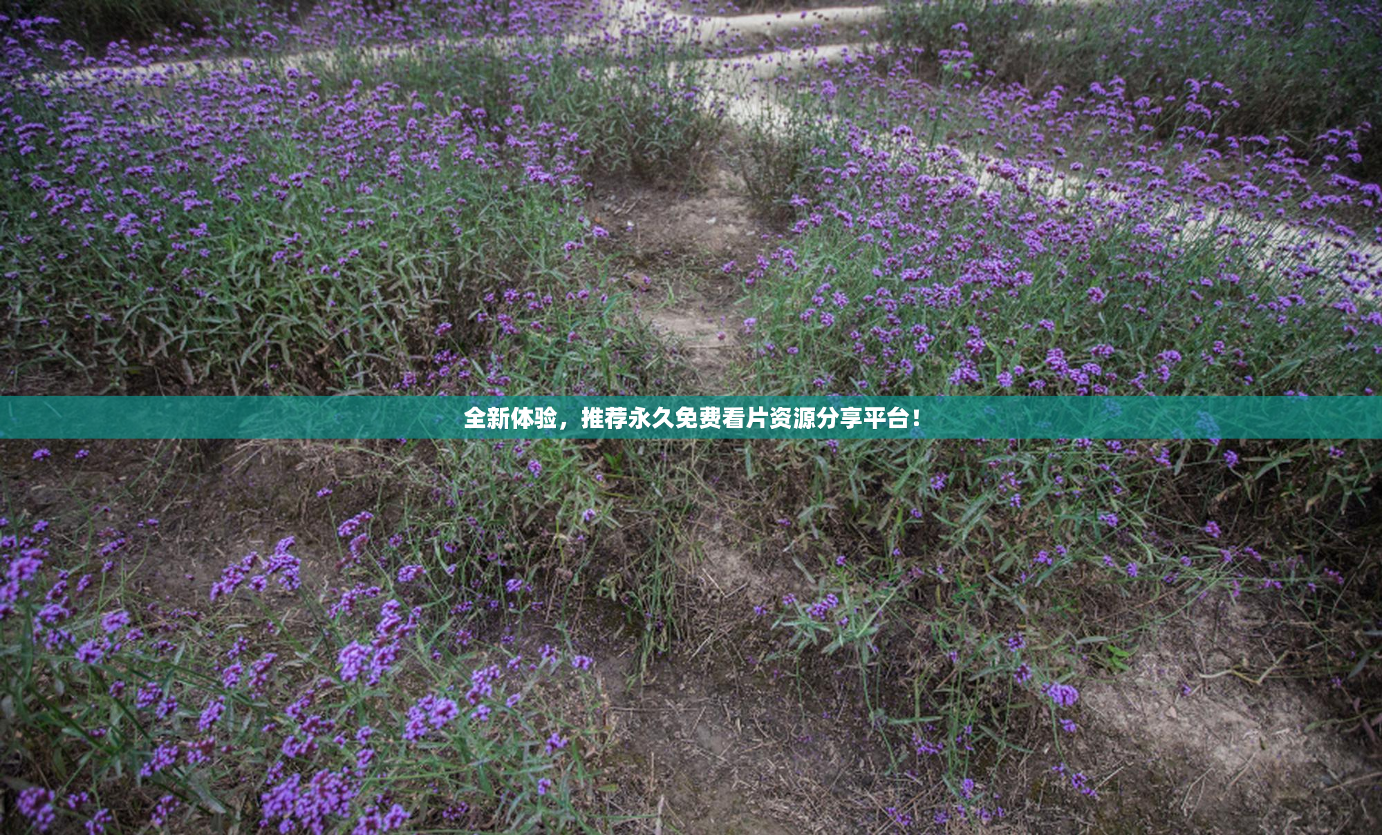 全新体验，推荐永久免费看片资源分享平台！