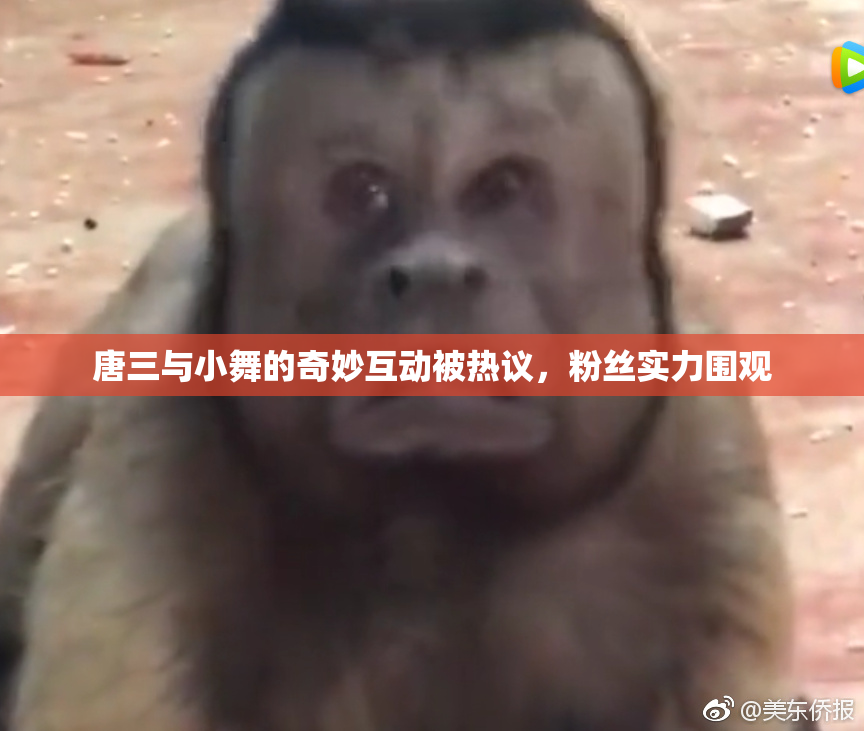 唐三与小舞的奇妙互动被热议，粉丝实力围观
