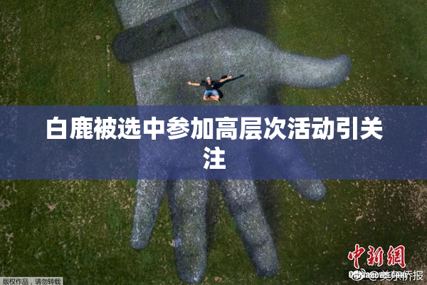 白鹿被选中参加高层次活动引关注