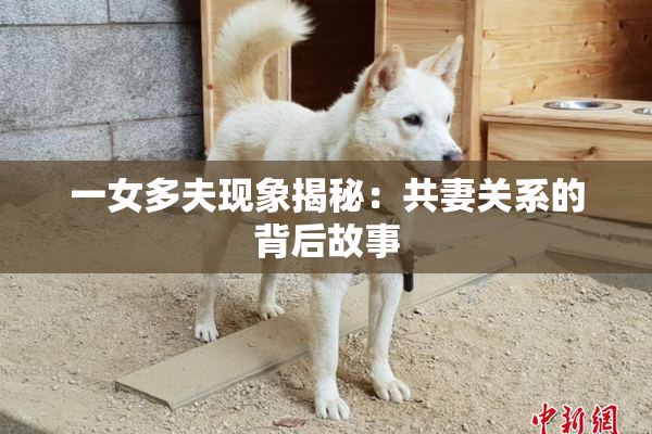 一女多夫现象揭秘：共妻关系的背后故事