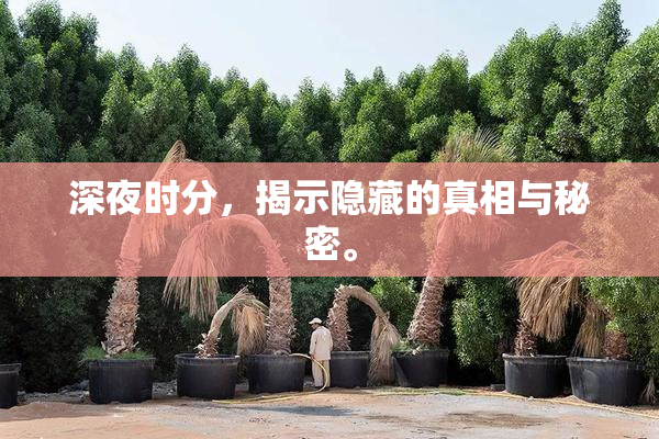 深夜时分，揭示隐藏的真相与秘密。