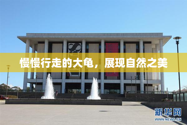 慢慢行走的大龟，展现自然之美