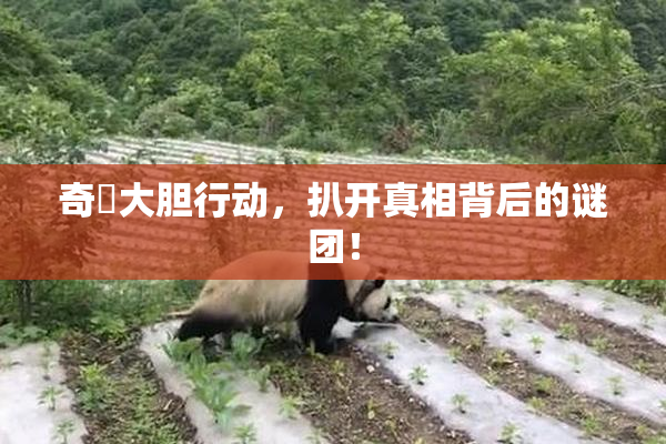 奇犽大胆行动，扒开真相背后的谜团！