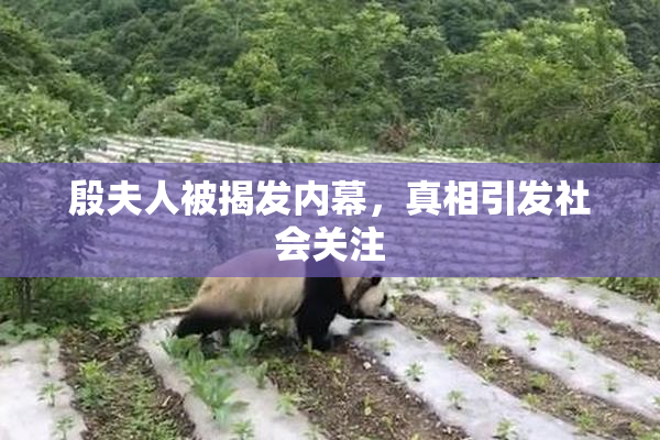 殷夫人被揭发内幕，真相引发社会关注
