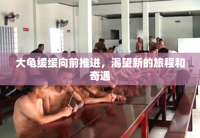 大龟缓缓向前推进，渴望新的旅程和奇遇