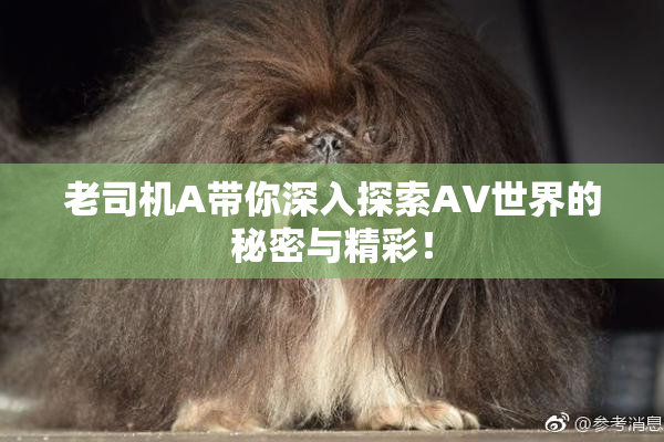 老司机A带你深入探索AV世界的秘密与精彩！