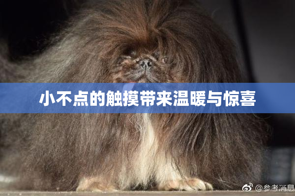 小不点的触摸带来温暖与惊喜